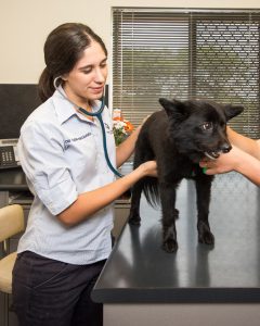Dr Fleur examining a dog