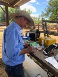 Cattle - Bull testing