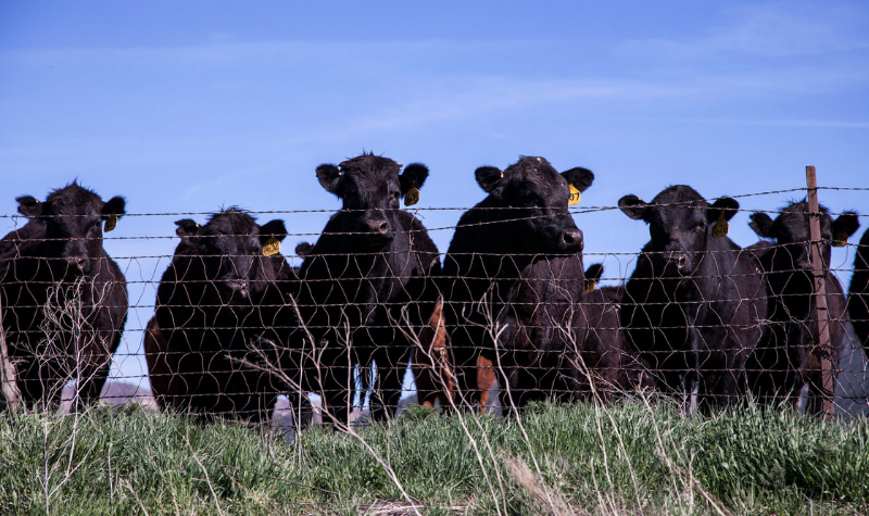 Tick Fever – Preventable Diseases of Cattle