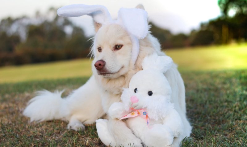 Pets can celebrate Easter too, just not chocolate